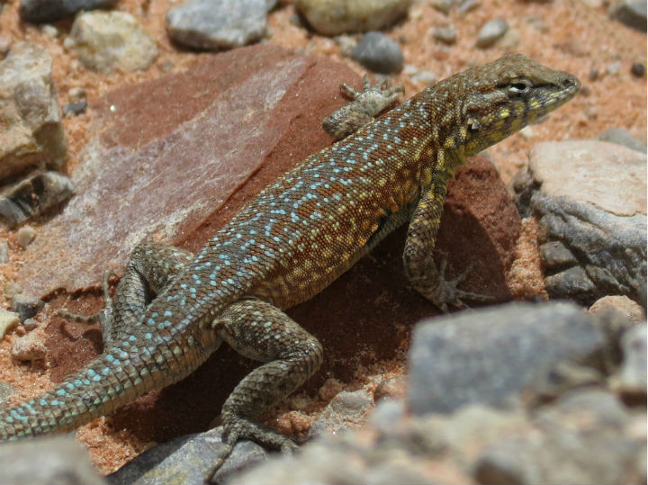Side-blotched Lizard